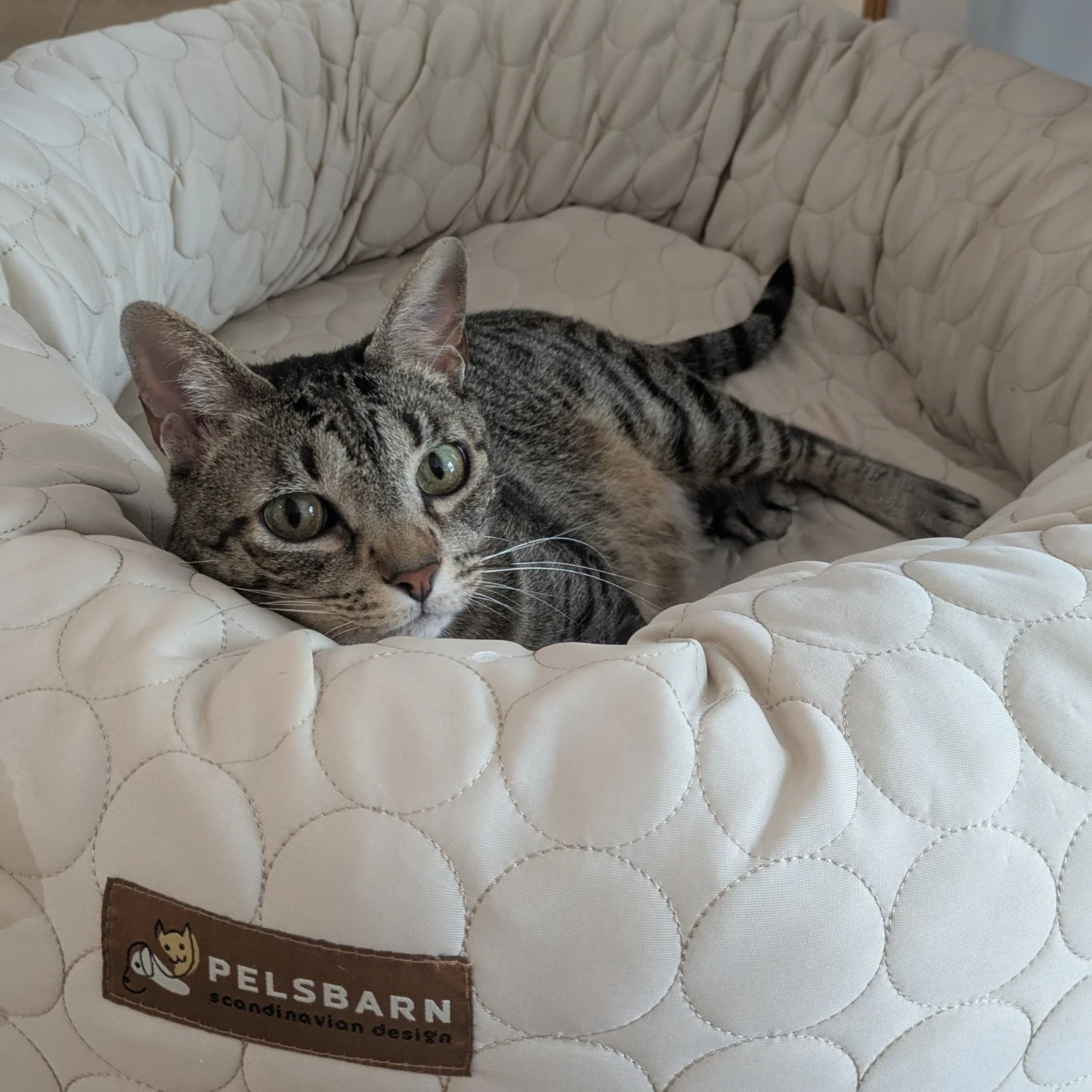 Cooling Donut Bed - Image 17