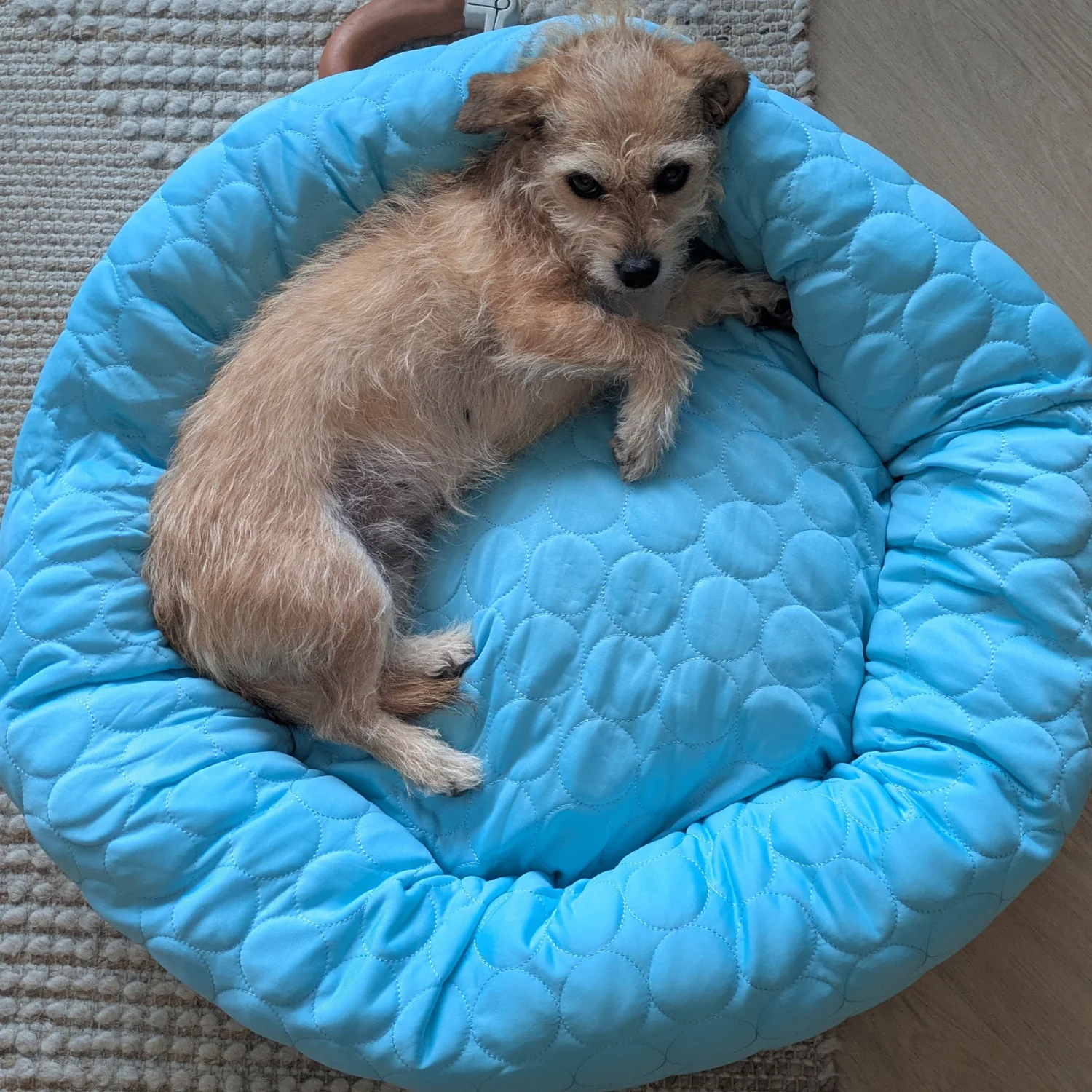 Cooling Donut Bed - Image 18