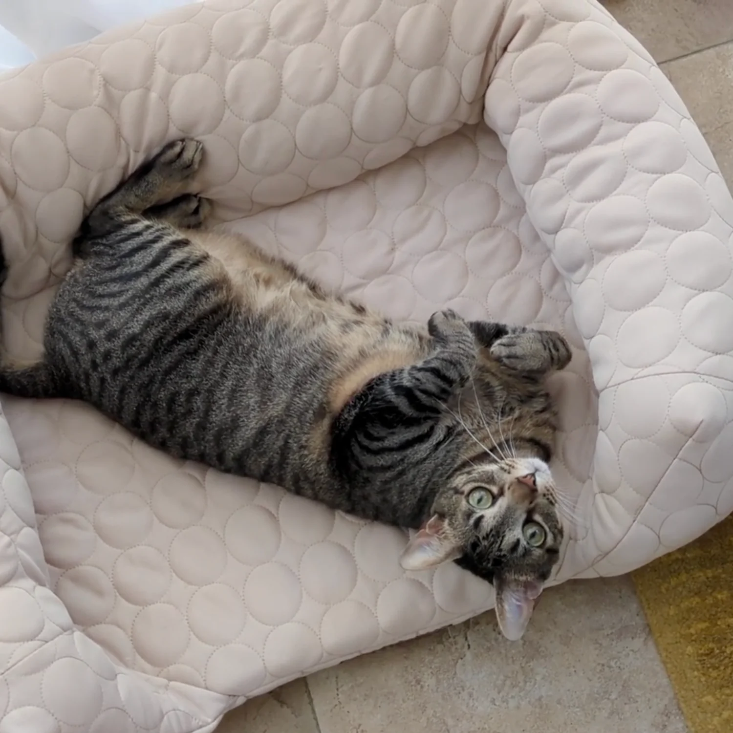 Cooling Orthopedic Bed - Image 18