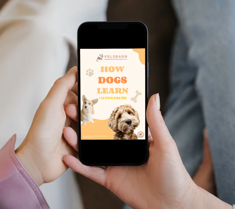 Dogs Live Longer - Digital Bundle - Image 3