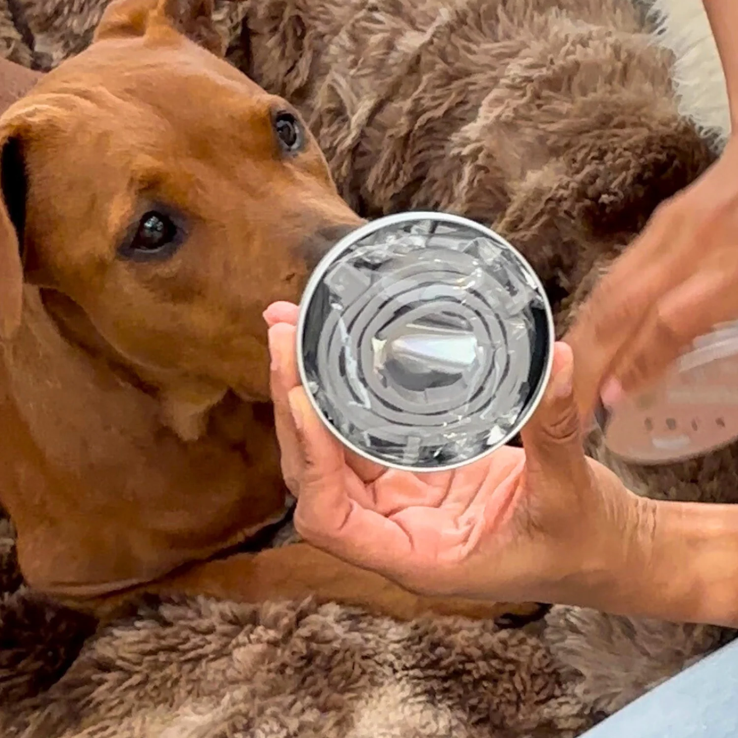 Natural Flea & Tick Prevention Collar - Image 10