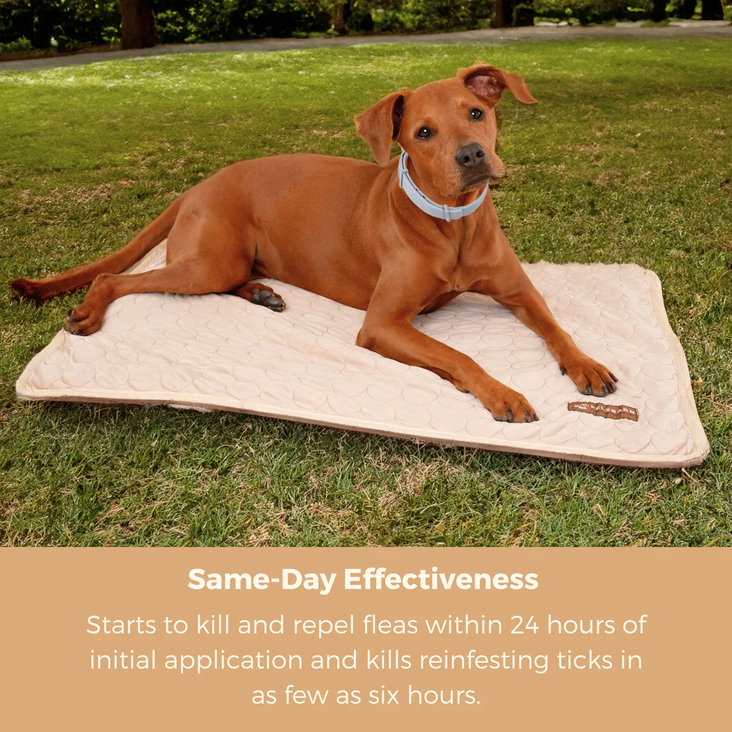 Natural Flea & Tick Prevention Collar - Image 3