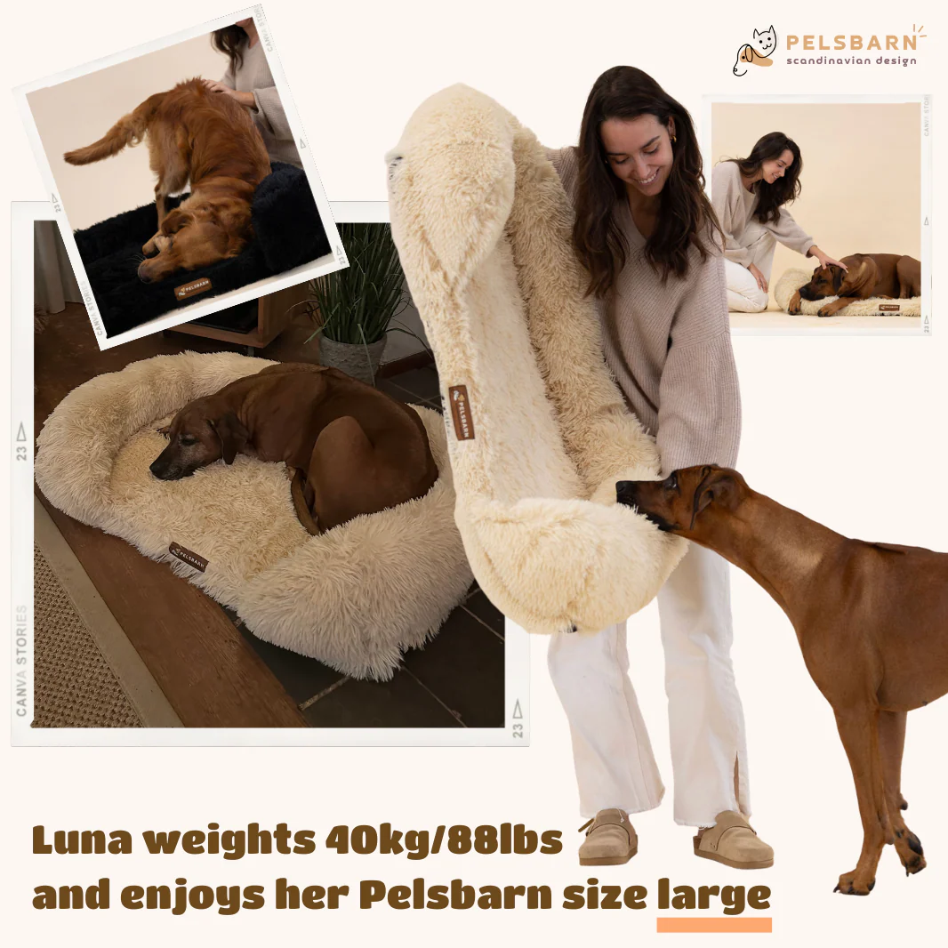 Orthopedic Calming Dog Bed - Image 12
