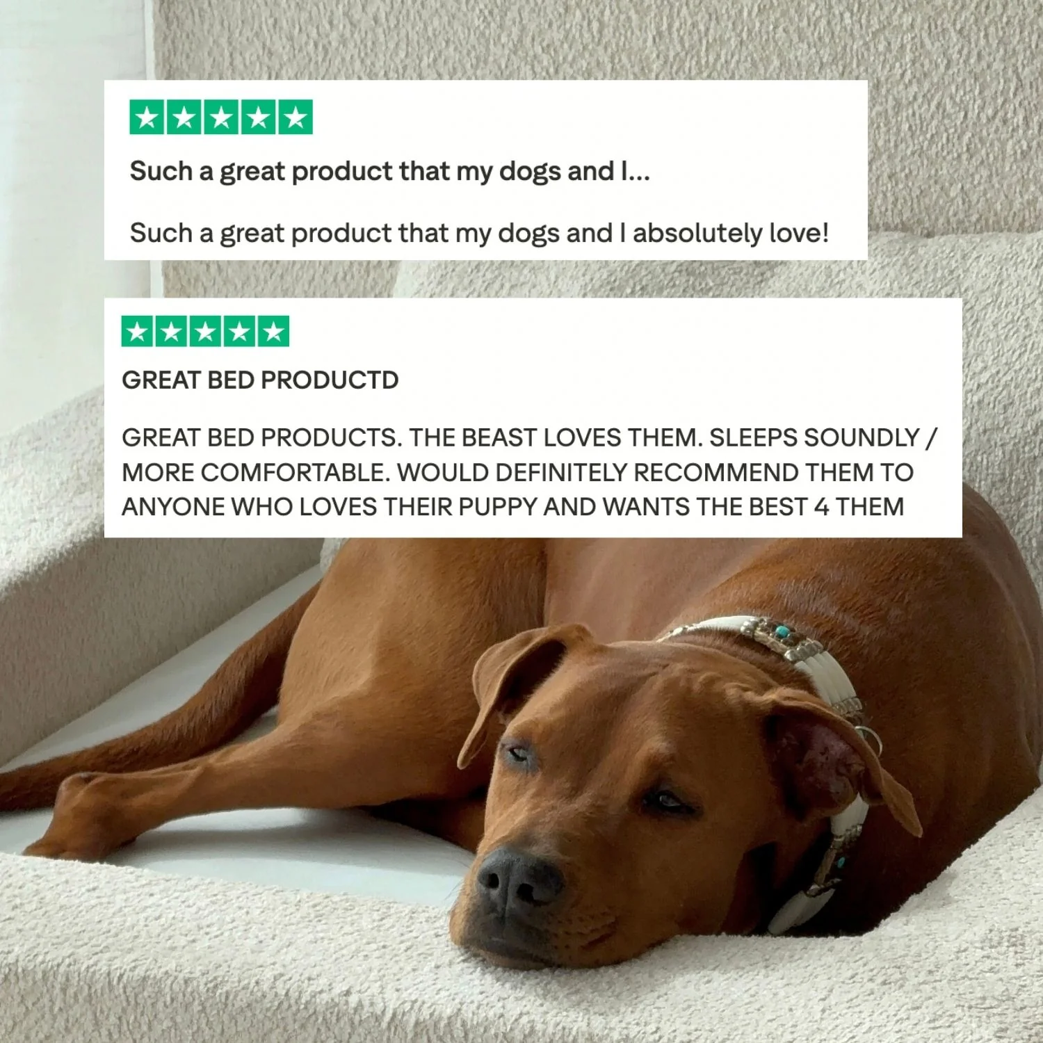 The Real Dog Bed + Free Calming Blanket - Image 11